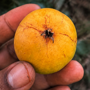 Plinia subavenia – Ultra-Rare Sweet Orange Atlantic Forest Fruit (September Pre-Sale)