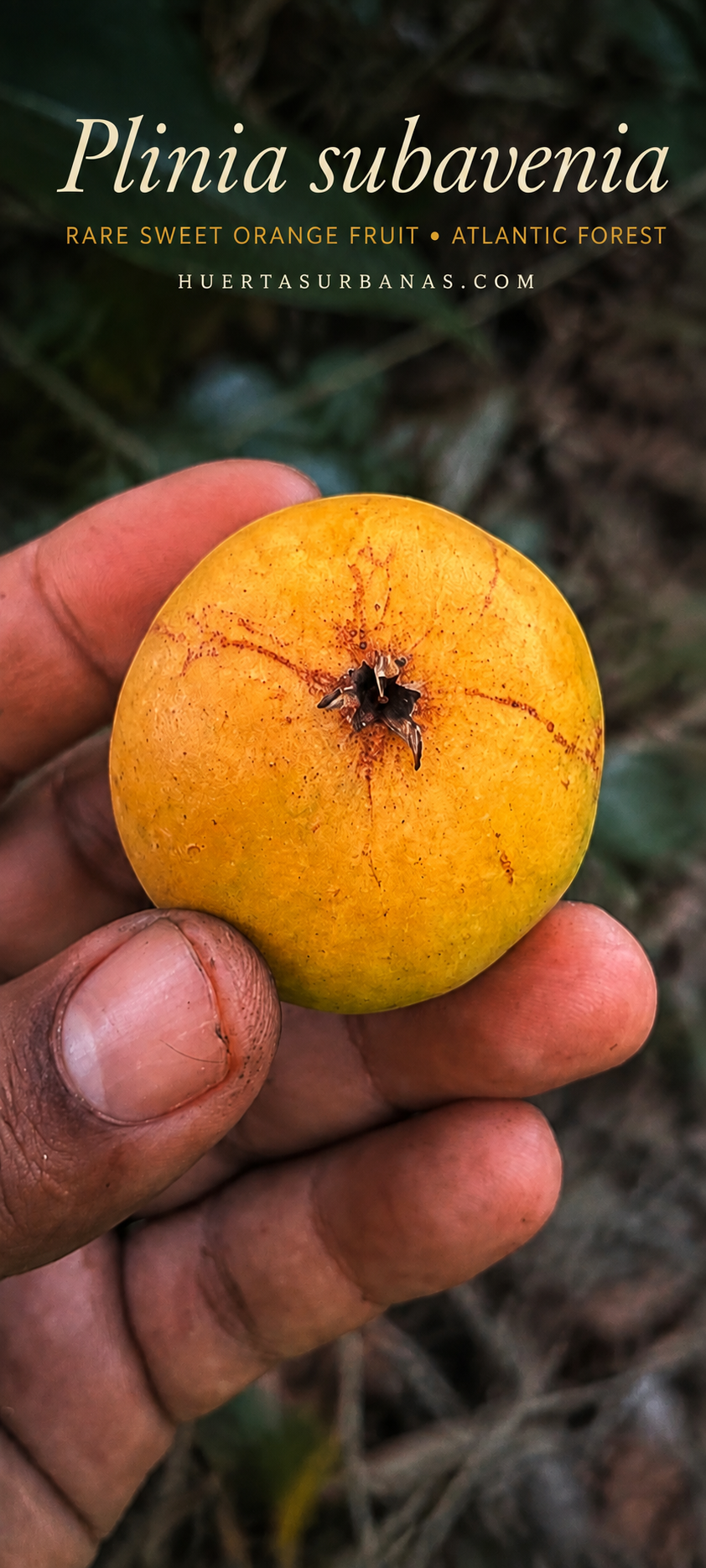 Plinia subavenia – Ultra-Rare Sweet Orange Atlantic Forest Fruit (September Pre-Sale)