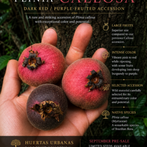 Plinia callosa – Dark Red / Purple-Fruited Accession (September Pre-Sale)