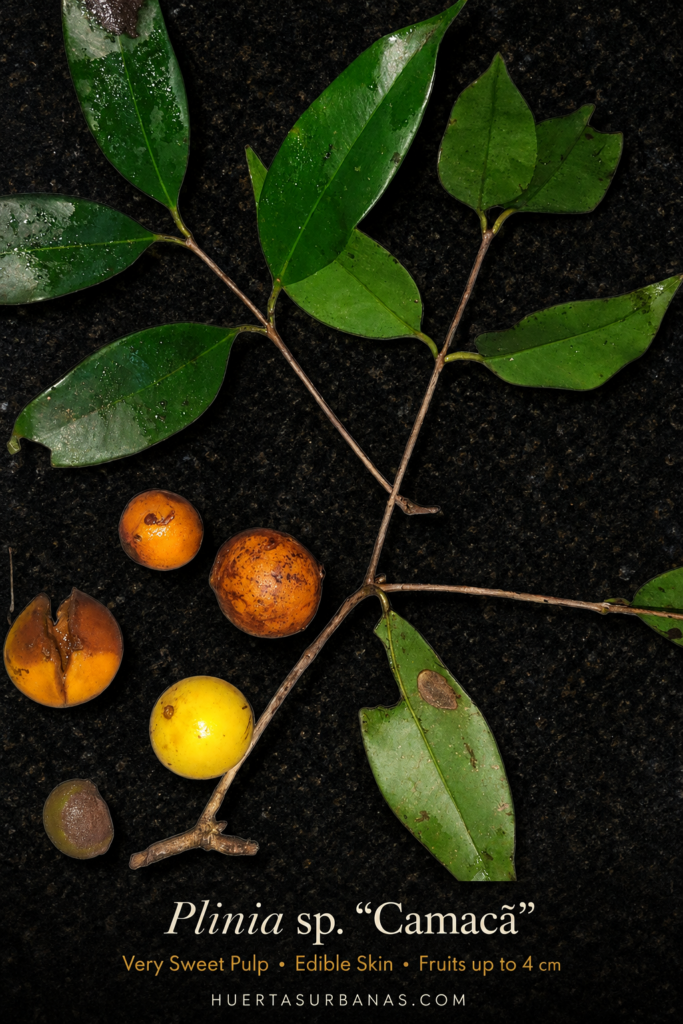 Plinia sp. Camacã yellow fruit from Bahia, Brazil