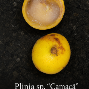 Plinia sp. “Camacã” — Very Sweet Yellow Fruit, Edible Skin, Rare Bahia Plinia (September Pre-Sale)
