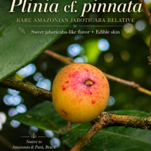 Plinia cf. pinnata – Ultra-Rare Sweet Amazonian Plinia! (September Pre-Sale)