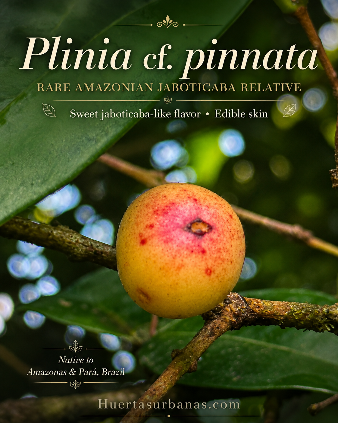 Plinia cf. pinnata – Ultra-Rare Sweet Amazonian Plinia! (September Pre-Sale)