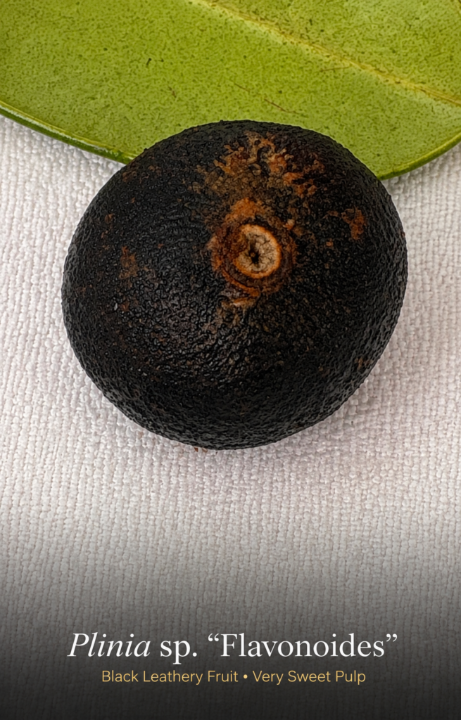 Plinia sp. Flavonoides mature black fruit with its characteristic leathery skin