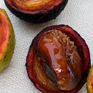 Plinia sp. “Flavonoides” — Rare Black Leathery Fruit from Ilhéus, Bahia (September Pre-Sale)