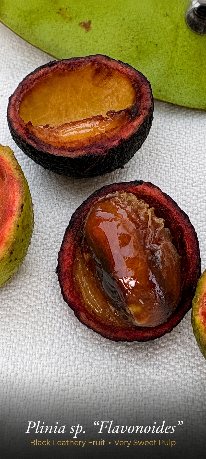 Plinia sp. “Flavonoides” — Rare Black Leathery Fruit from Ilhéus, Bahia (September Pre-Sale)