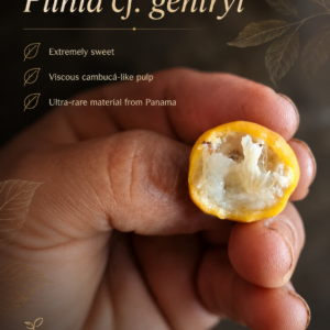 Plinia cf. gentryi — Ultra-Rare Panama Plinia, Extremely Sweet White Pulp (September Pre-Sale)