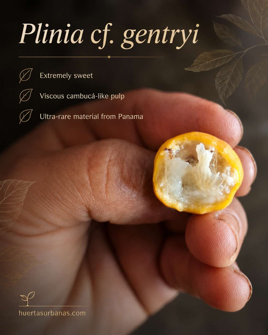 Plinia cf. gentryi — Ultra-Rare Panama Plinia, Extremely Sweet White Pulp (September Pre-Sale)