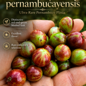 Plinia sp. “Pernambuco” – Ultra-Rare Red & Green Fruit, Excellent Flavor (September Pre-Sale)