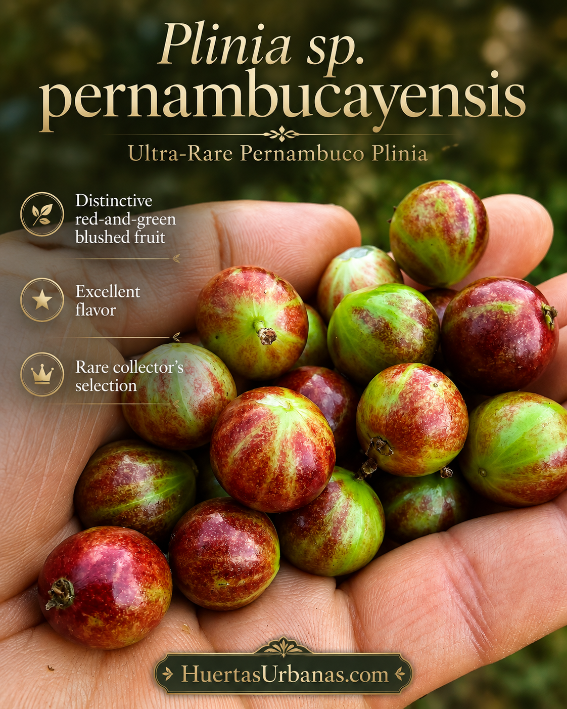 Plinia sp. “Pernambuco” – Ultra-Rare Red & Green Fruit, Excellent Flavor (September Pre-Sale)