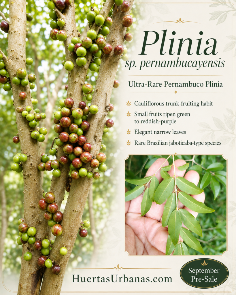 Plinia sp. Pernambuco with unusual red and green cauliflorous fruits on older woody growth