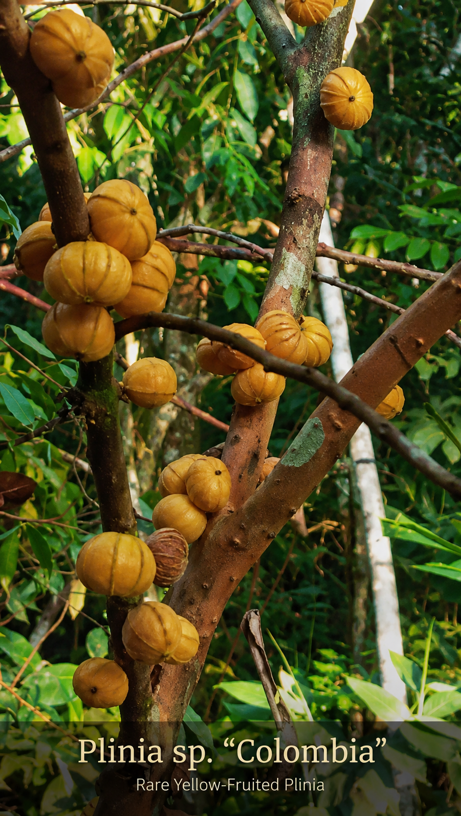 Plinia sp. Colombia yellow fruits growing on the actual source tree
