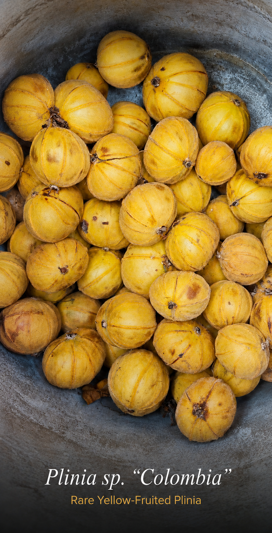 Rare ribbed golden-yellow fruits of Plinia sp. Colombia