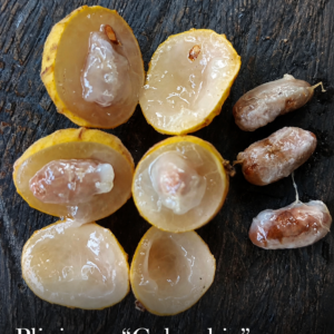 Plinia sp. “Colombia” – Extremely Sweet Yellow Fruit (September Pre-Sale) (VIDEO)