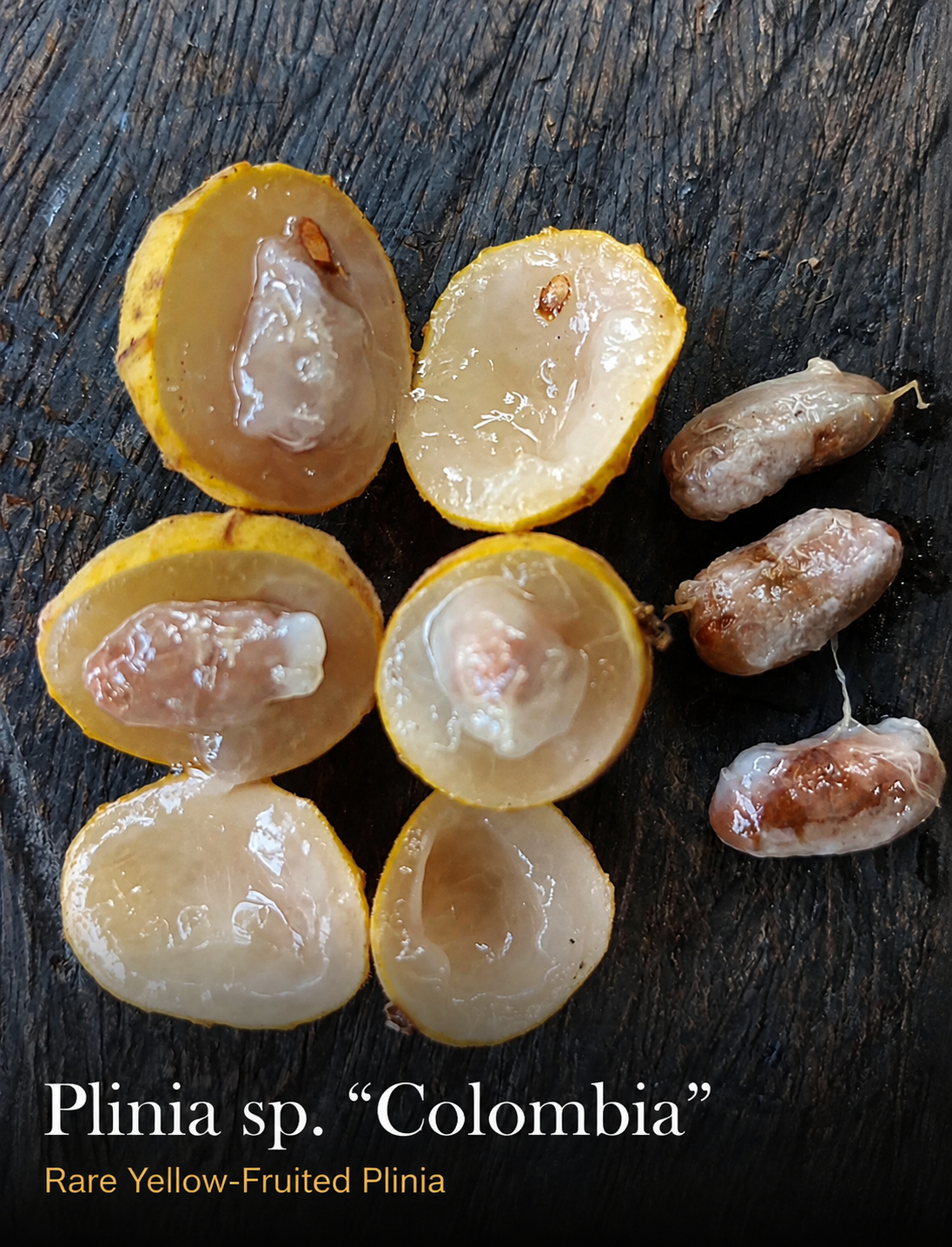 Opened Plinia sp. Colombia fruits showing translucent pulp and elongated seeds