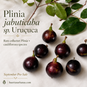 Plinia sp. “Uruçuca” – Spectacular Cauliflorous Brazilian Jaboticaba (September Pre-Sale)