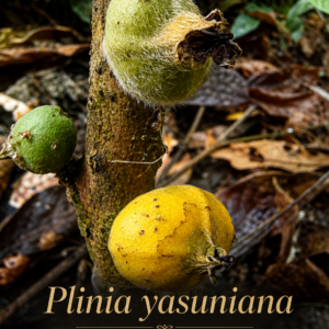 Plinia yasuniana — Ultra-Rare Yellow Yasuní Plinia | First World Seed Release (September Pre-Sale)