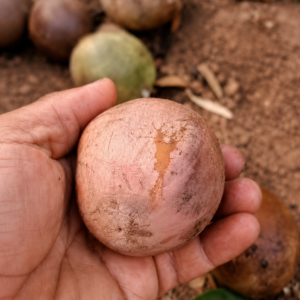 Pouteria sp. “Amazon Pink Abiu” — Large Pink-Purple Fruit with Rich Creamy Pulp (September Pre-Sale)
