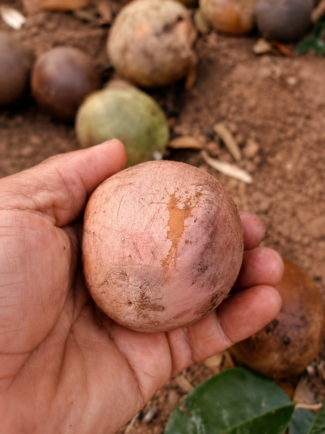 Pouteria sp. “Amazon Pink Abiu” — Large Pink-Purple Fruit with Rich Creamy Pulp (September Pre-Sale)