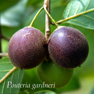 Pouteria gardneri (Sapotinha) — Rare Sweet Purple Brazilian Fruit (September Pre-Sale)