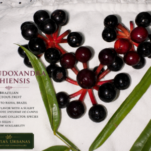 Pseudoxandra bahiensis – Rare Bahia Annonaceae with Sweet, Lightly Spicy Fruit (September Pre-Sale)