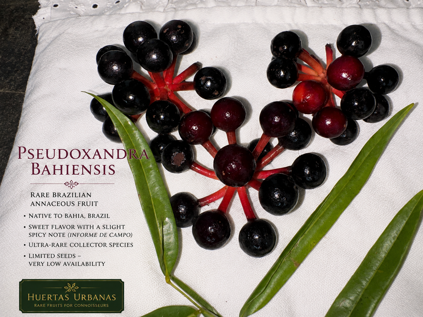 Pseudoxandra bahiensis – Rare Bahia Annonaceae with Sweet, Lightly Spicy Fruit (September Pre-Sale)