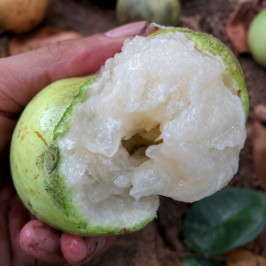 Pouteria sp. “Amazon Green Abiu” — Large Green Fruit with Abundant Juicy White Pulp (September Pre-Sale) (VIDEO)