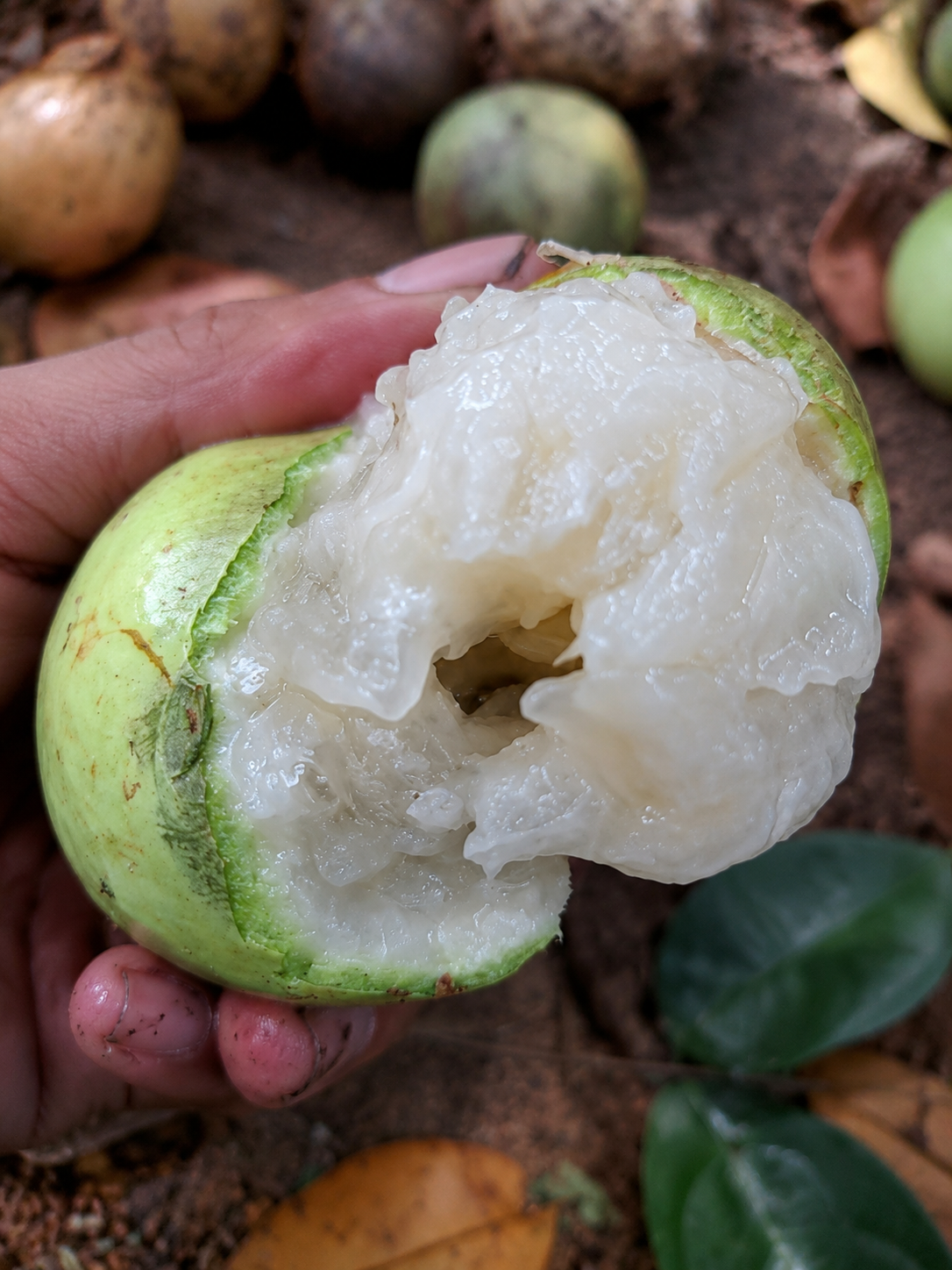 Pouteria sp. “Amazon Green Abiu” — Large Green Fruit with Abundant Juicy White Pulp (September Pre-Sale) (VIDEO)