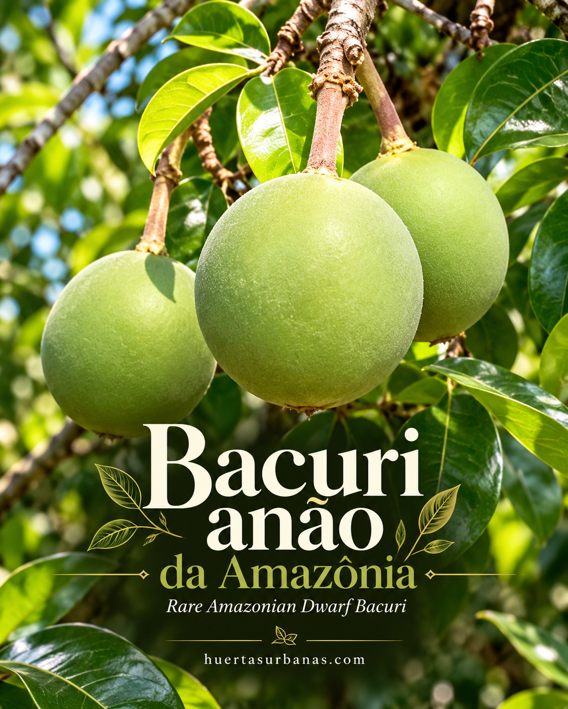 Bacuri Anão da Amazônia — Rare Dwarf Maranhão Bacuri, Giant 10–12 cm Fruit + VIDEO (November Pre-Sale)
