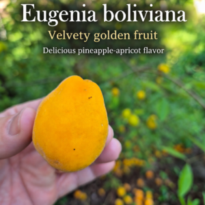 Eugenia boliviana — Ocorocillo, Delicious Velvety Orange Fruit (November Pre-Sale) Sprouting!