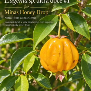Eugenia sp. “Minas Honey Drop” — Ultra-Sweet Compact Ribbed Orange Fruit (November Pre-Sale)