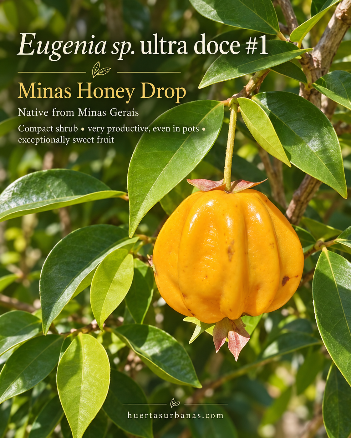 Eugenia sp. “Minas Honey Drop” — Ultra-Sweet Compact Ribbed Orange Fruit (November Pre-Sale)