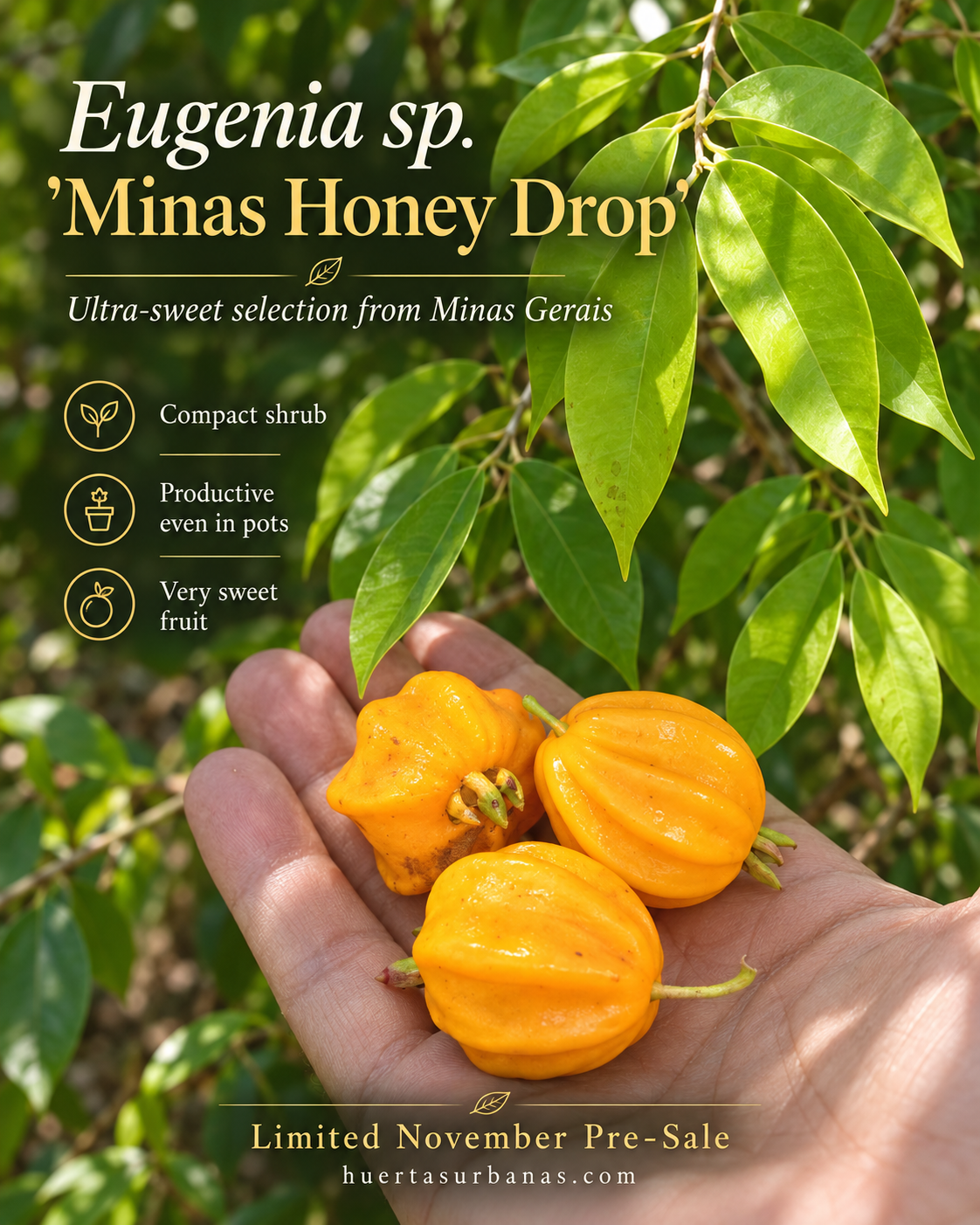 Eugenia sp. “Minas Honey Drop” — photo 2