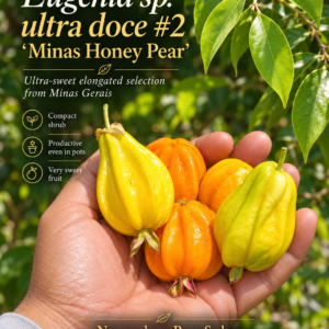 Eugenia sp. “Minas Honey Pear” — Extra-Sweet Pyriform 6 cm Eugenia from Minas Gerais (November Pre-Sale)