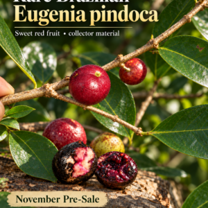Eugenia sp. “Pindoca” — Sweet Purple South Bahia Eugenia, Rare Atlantic Forest Fruit (November Pre-Sale)