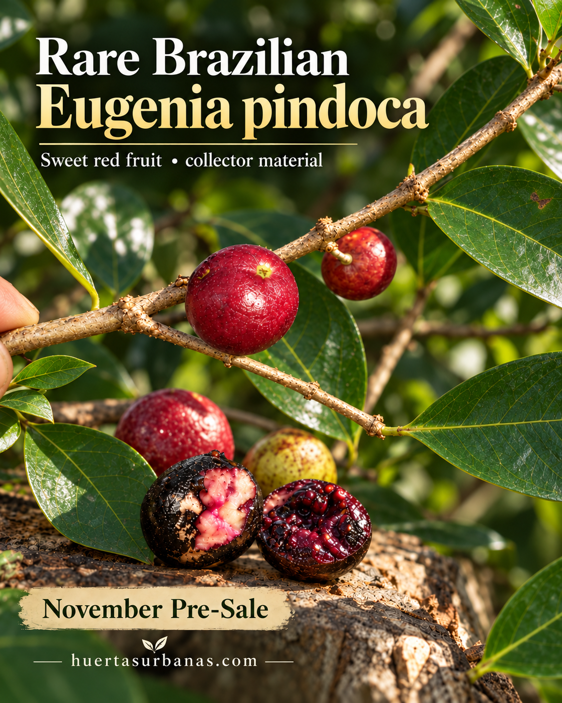 Eugenia sp. “Pindoca” — Sweet Purple South Bahia Eugenia, Rare Atlantic Forest Fruit (November Pre-Sale)