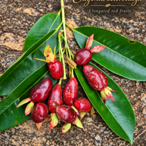 Eugenia sclerocalyx — Guapijuim, Red-Purple Fruit (November Pre-Sale)