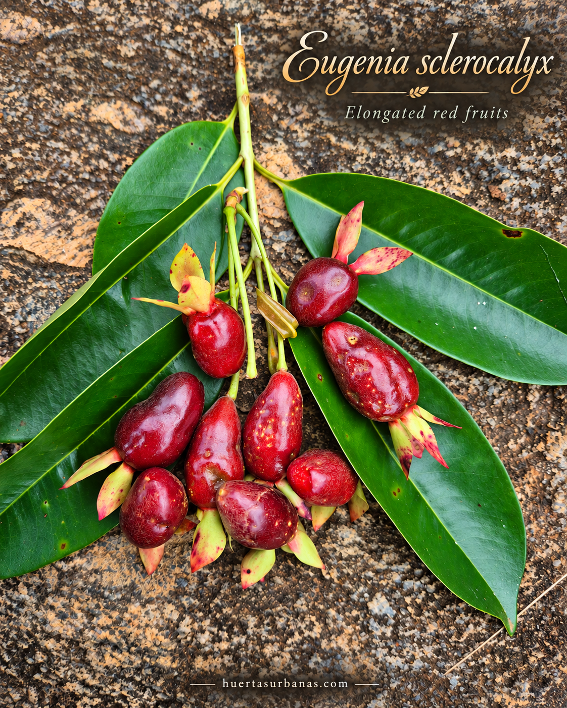 Eugenia sclerocalyx — Guapijuim, Red-Purple Fruit (November Pre-Sale)
