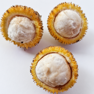 Garcinia sp. “Bola de Ouro” — Golden Amazonian Fruit, Manaus (November Pre-Sale)