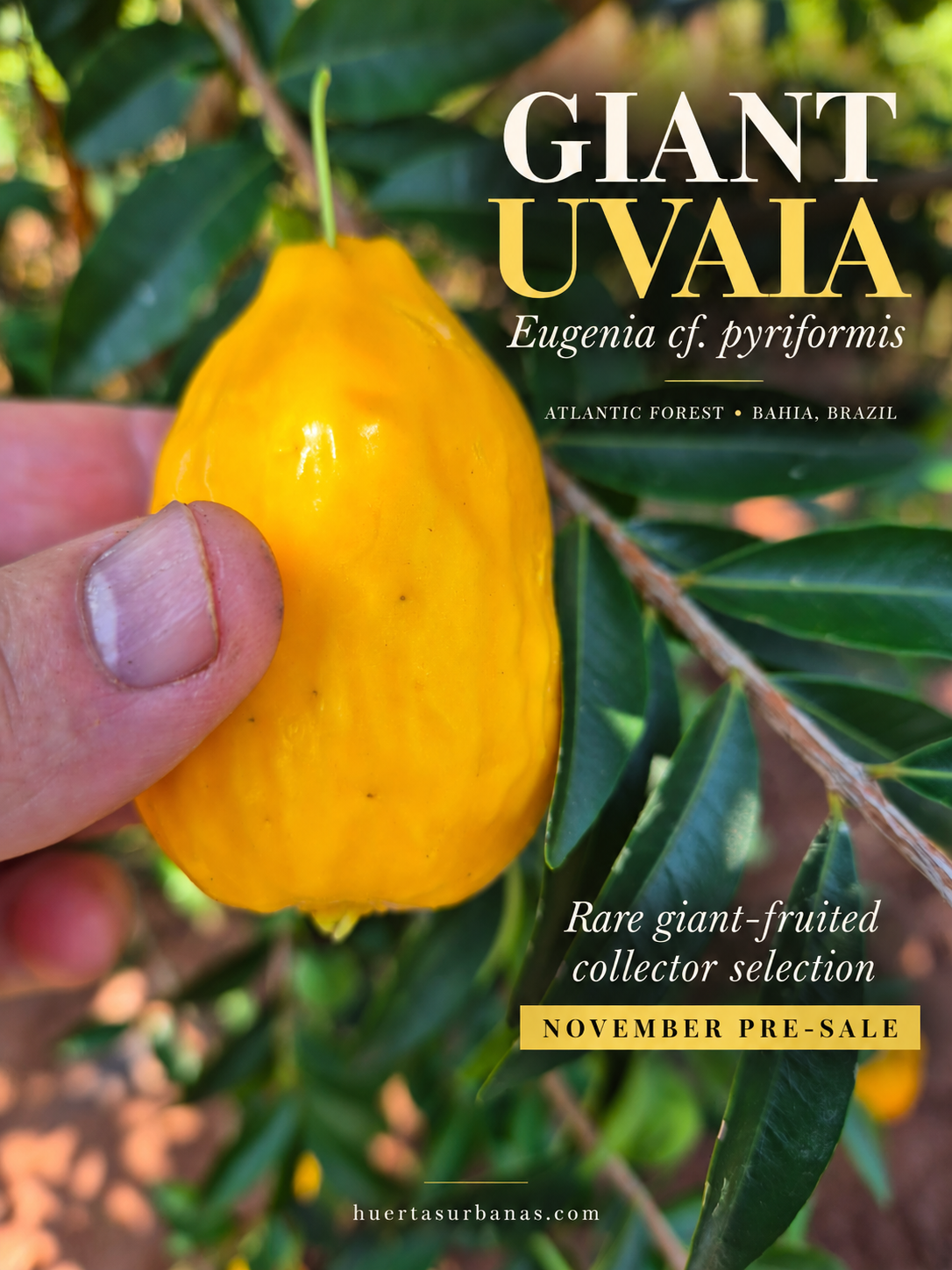 Eugenia cf. pyriformis Giant Uvaia from Bahia — fruit and foliage
