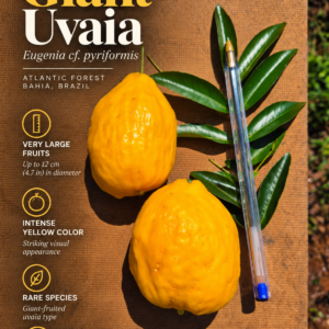 Eugenia cf. pyriformis “Giant Uvaia” — Exceptionally Large Yellow Atlantic Forest Fruit from Bahia (November Pre-Sale)
