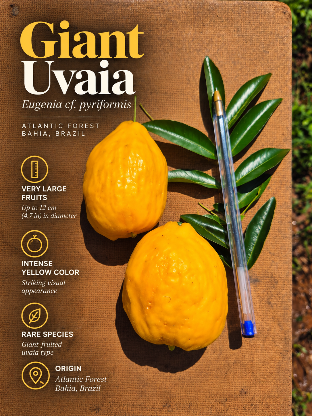 Giant Uvaia Bahia — large yellow fruit shown with pen for scale