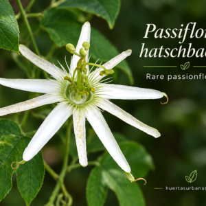 Passiflora hatschbachii — Exceptionally Rare White Brazilian Passionflower (November Pre-Sale) 10 Seeds Pack