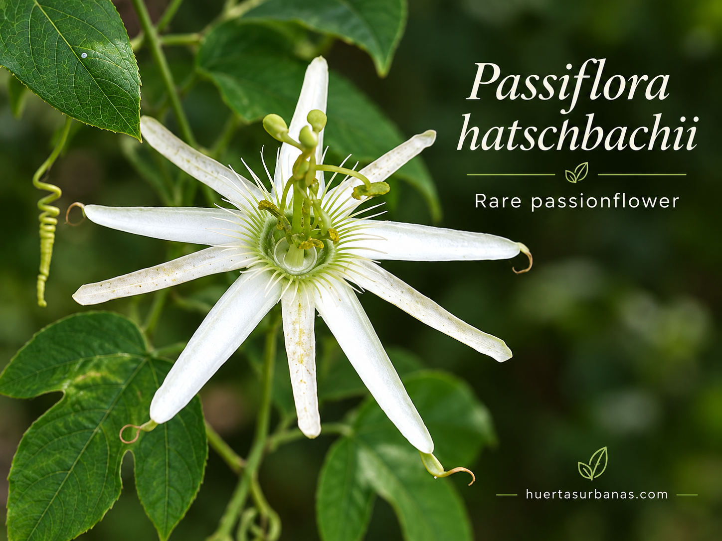 Passiflora hatschbachii — Exceptionally Rare White Brazilian Passionflower (November Pre-Sale) 10 Seeds Pack