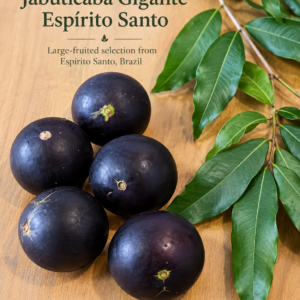 Plinia sp. “Gigante do Espírito Santo” — Giant 5 cm Ultra-Sweet Jaboticaba (November Pre-Sale)