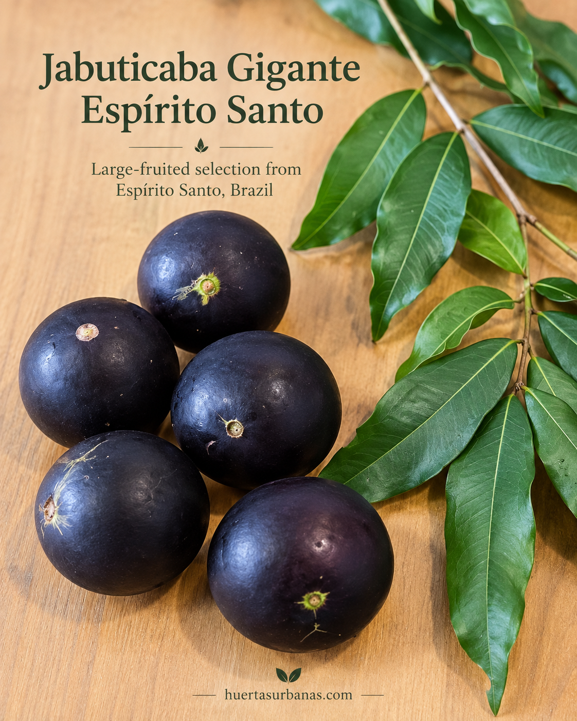 Plinia sp. “Gigante do Espírito Santo” — Giant 5 cm Ultra-Sweet Jaboticaba (November Pre-Sale)