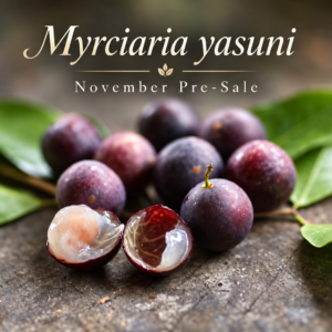 Myrciaria sp. “Yasuní” — Ultra-Rare Sweet Ecuadorian Amazon Jabuticaba (November Pre-Sale)