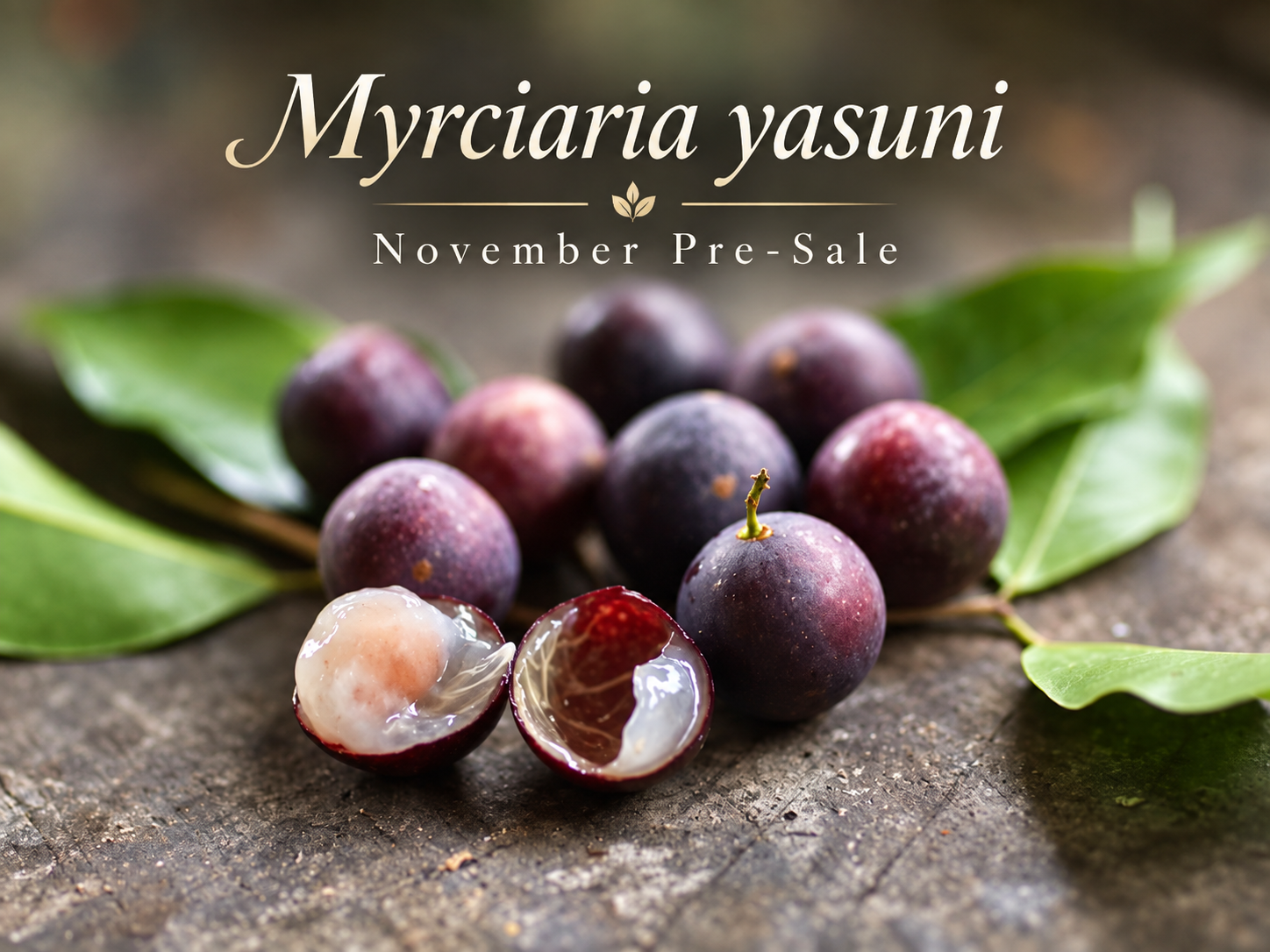 Myrciaria sp. “Yasuní” — Ultra-Rare Sweet Ecuadorian Amazon Jabuticaba (November Pre-Sale)
