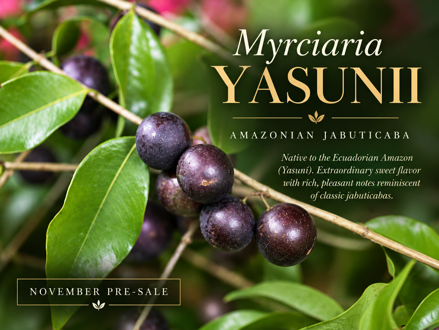 Myrciaria sp. “Yasuní” — photo 2