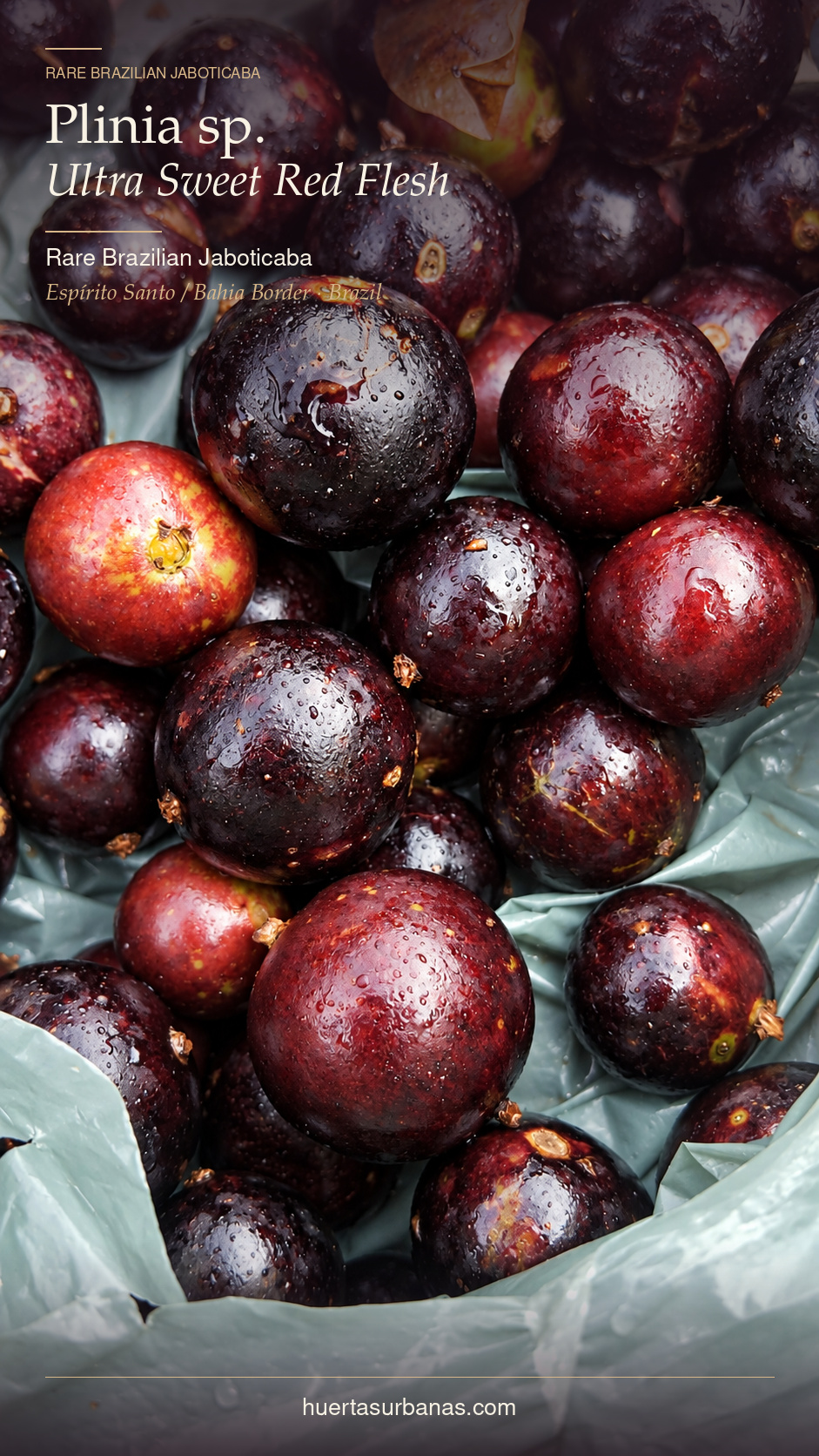 Plinia sp. “Ultra Sweet Red Flesh” — Completely Red Pulp, Extremely Sweet Skin & Flesh (November Pre-Sale) - Image 3